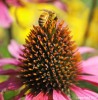 Queen Honey Bee:  Intelligently Designed?